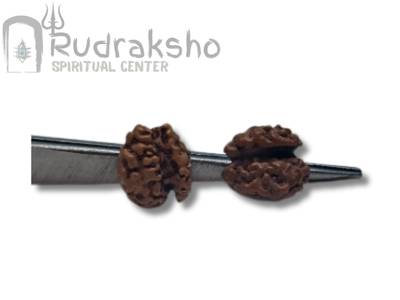 Savar Naag Rudraksha from Indonesia